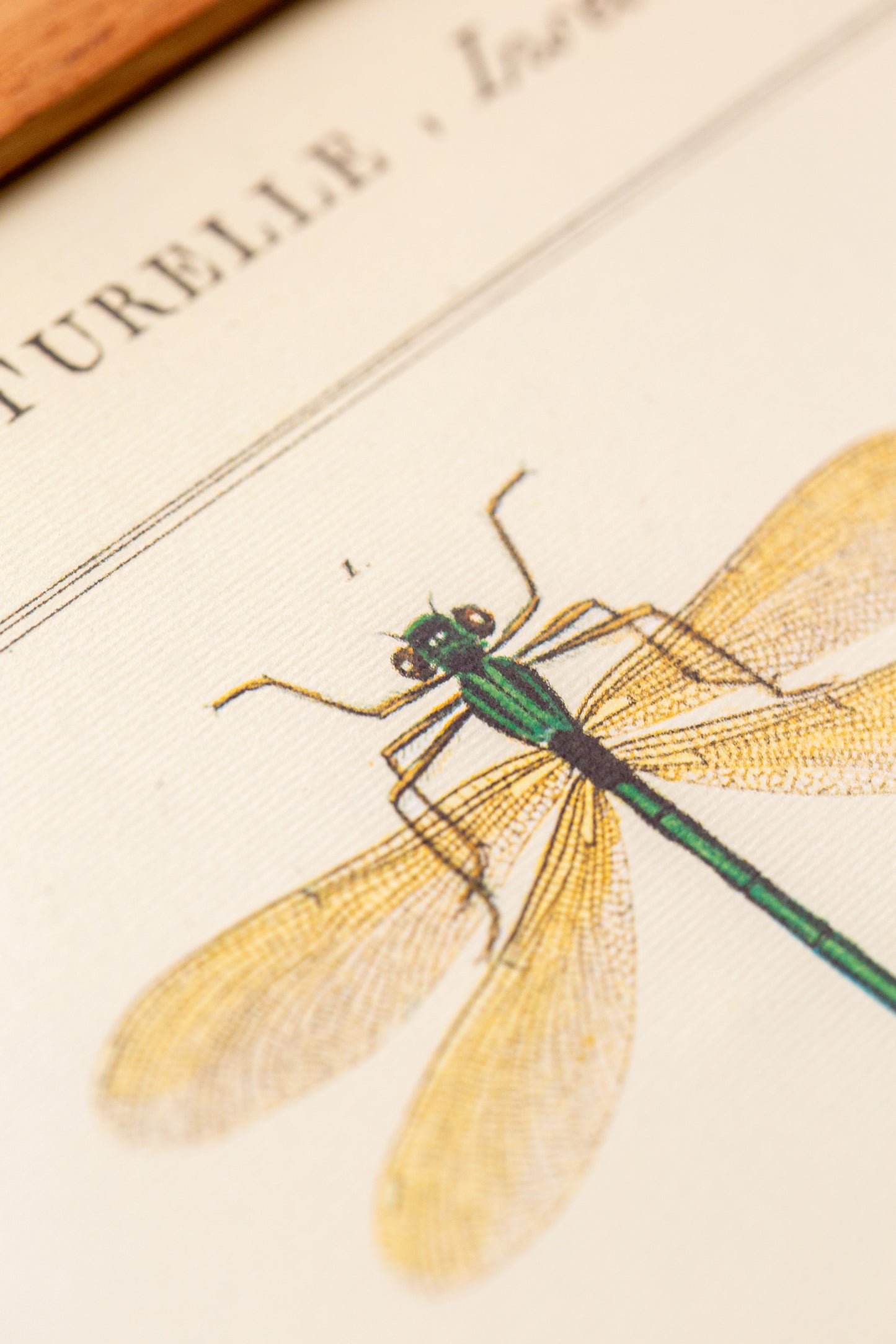 Cavallini - Insectes