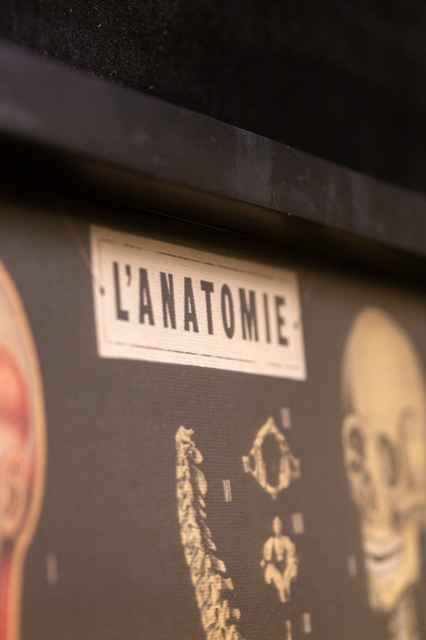Cavallini - L‘ANATOMIE