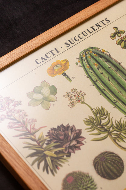 Cavallini - Cacti succulents