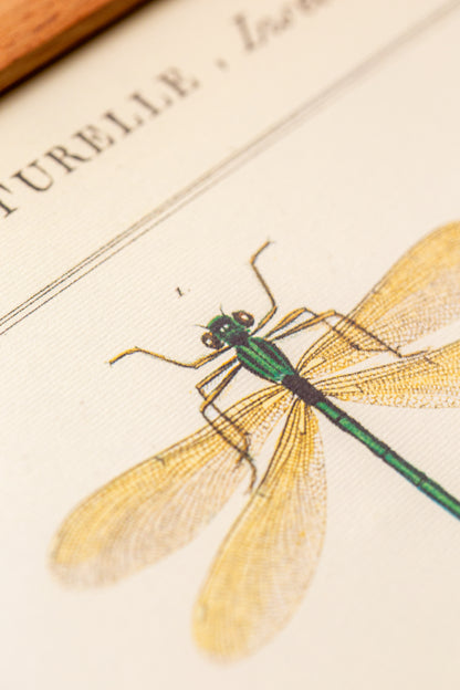 Cavallini - Insectes