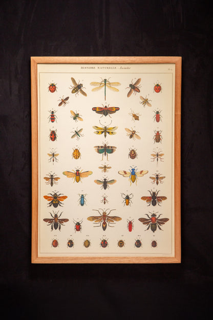 Cavallini - Insectes