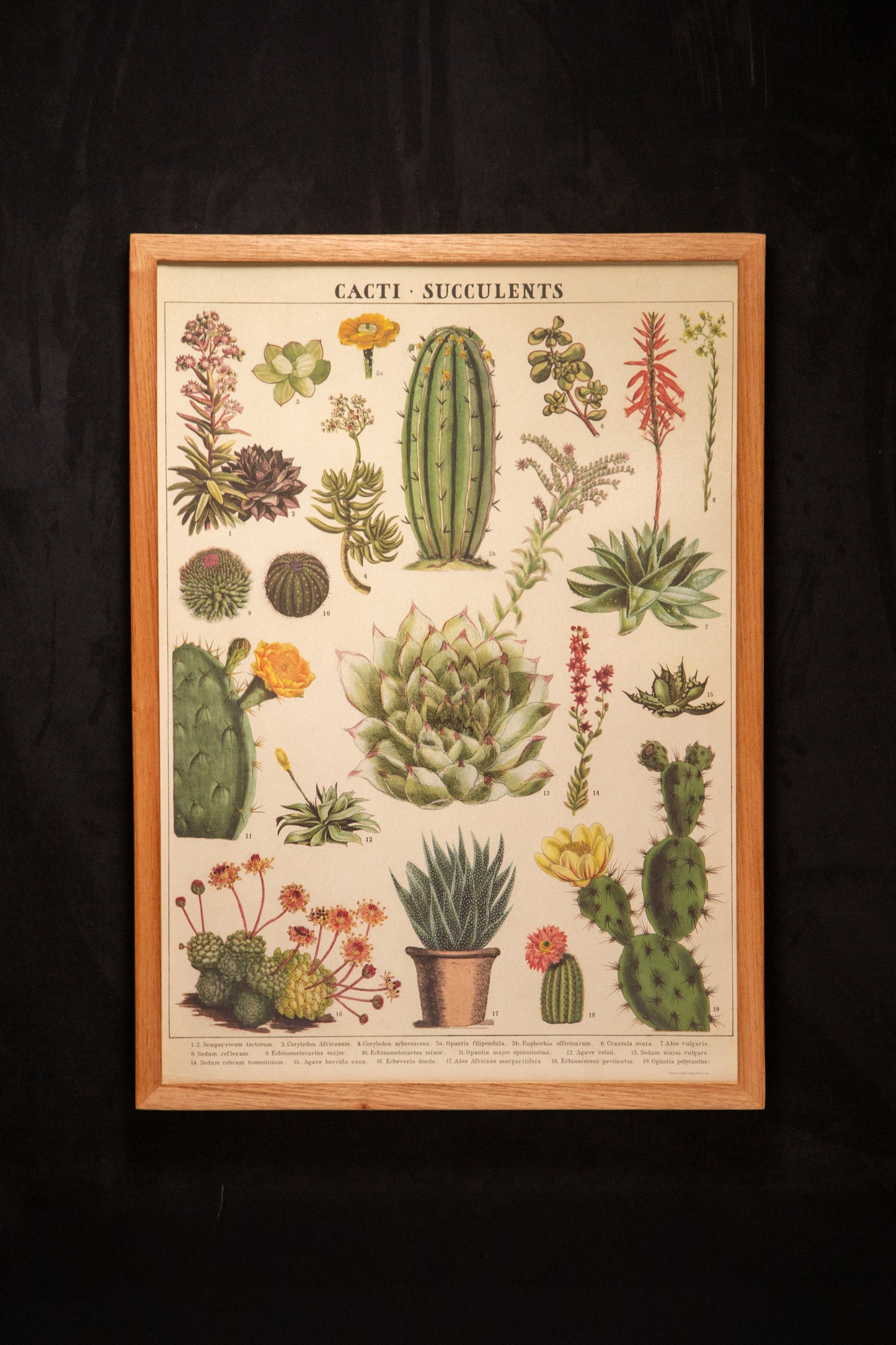 Cavallini - Cacti succulents