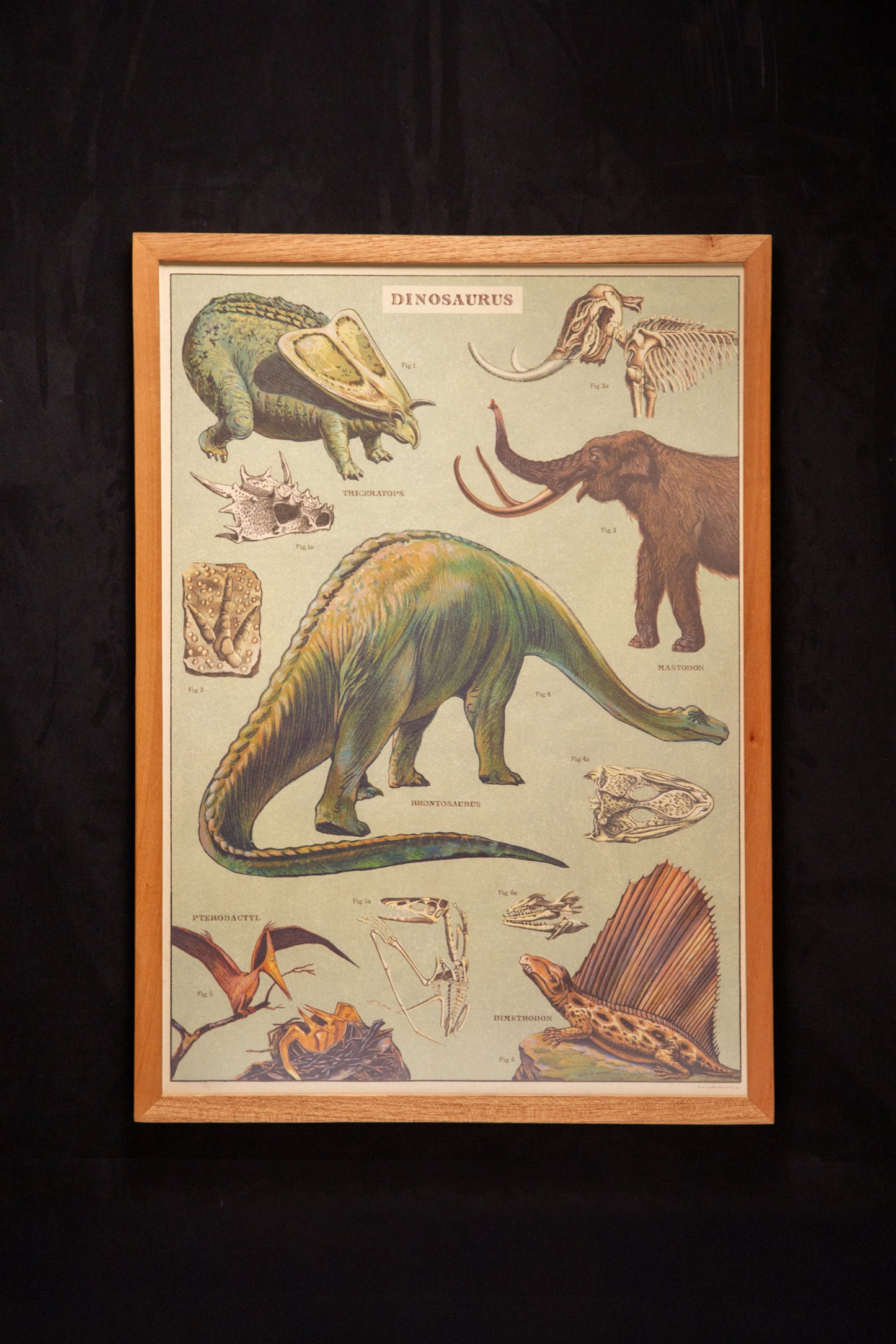 Cavallini - Dinosaurus
