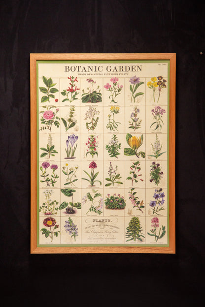 Cavallini - Botanic garden