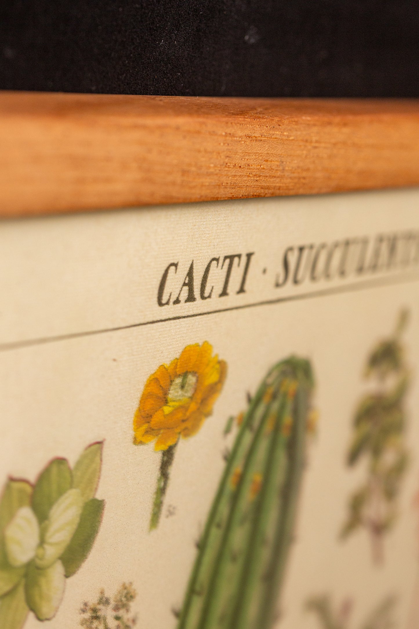 Cavallini - Cacti succulents