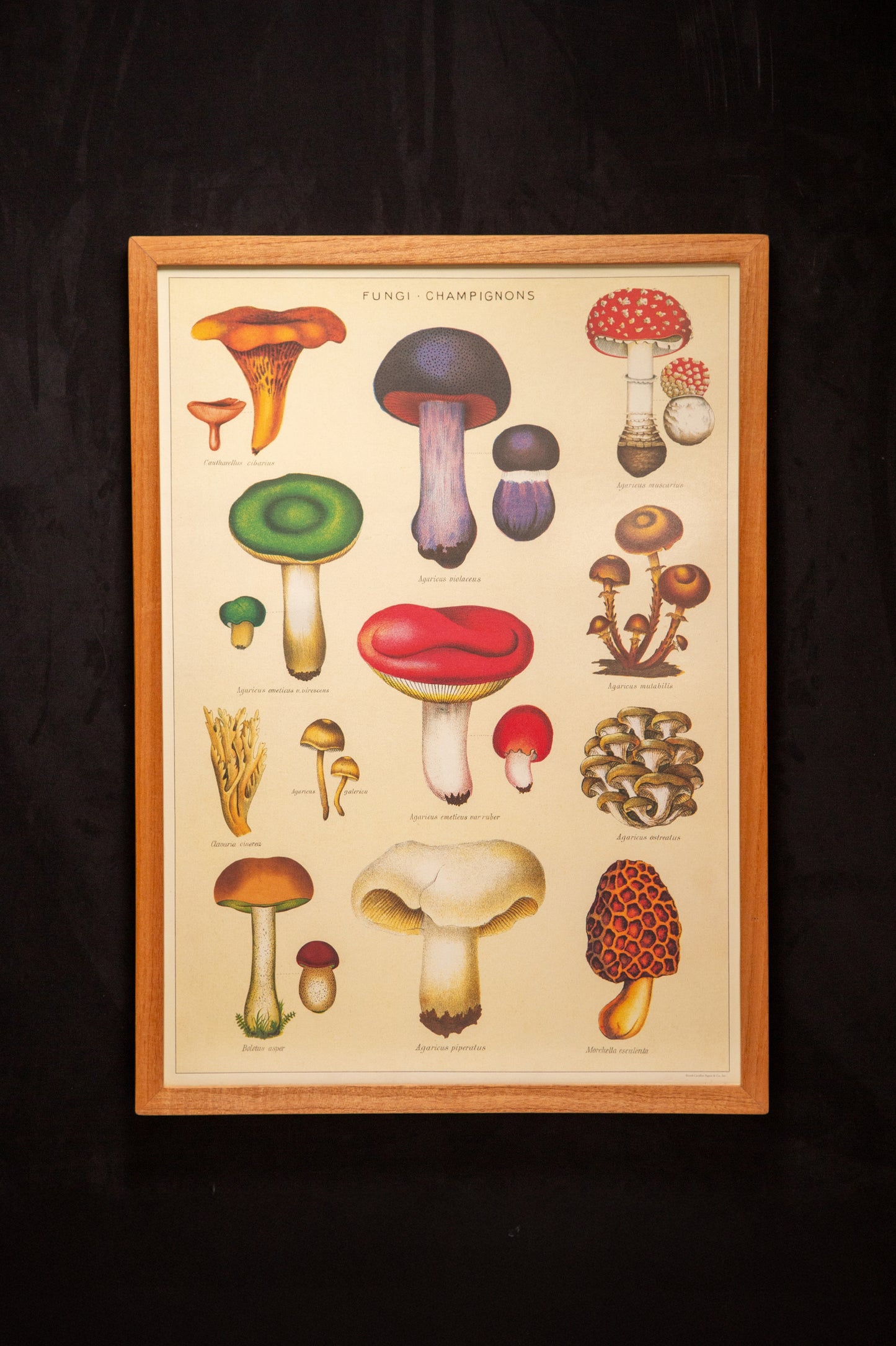 Cavallini - Fungi champignon