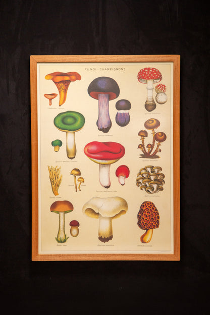 Cavallini - Fungi champignon