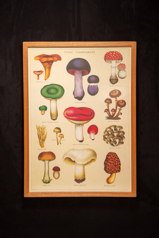 Cavallini - Fungi champignon
