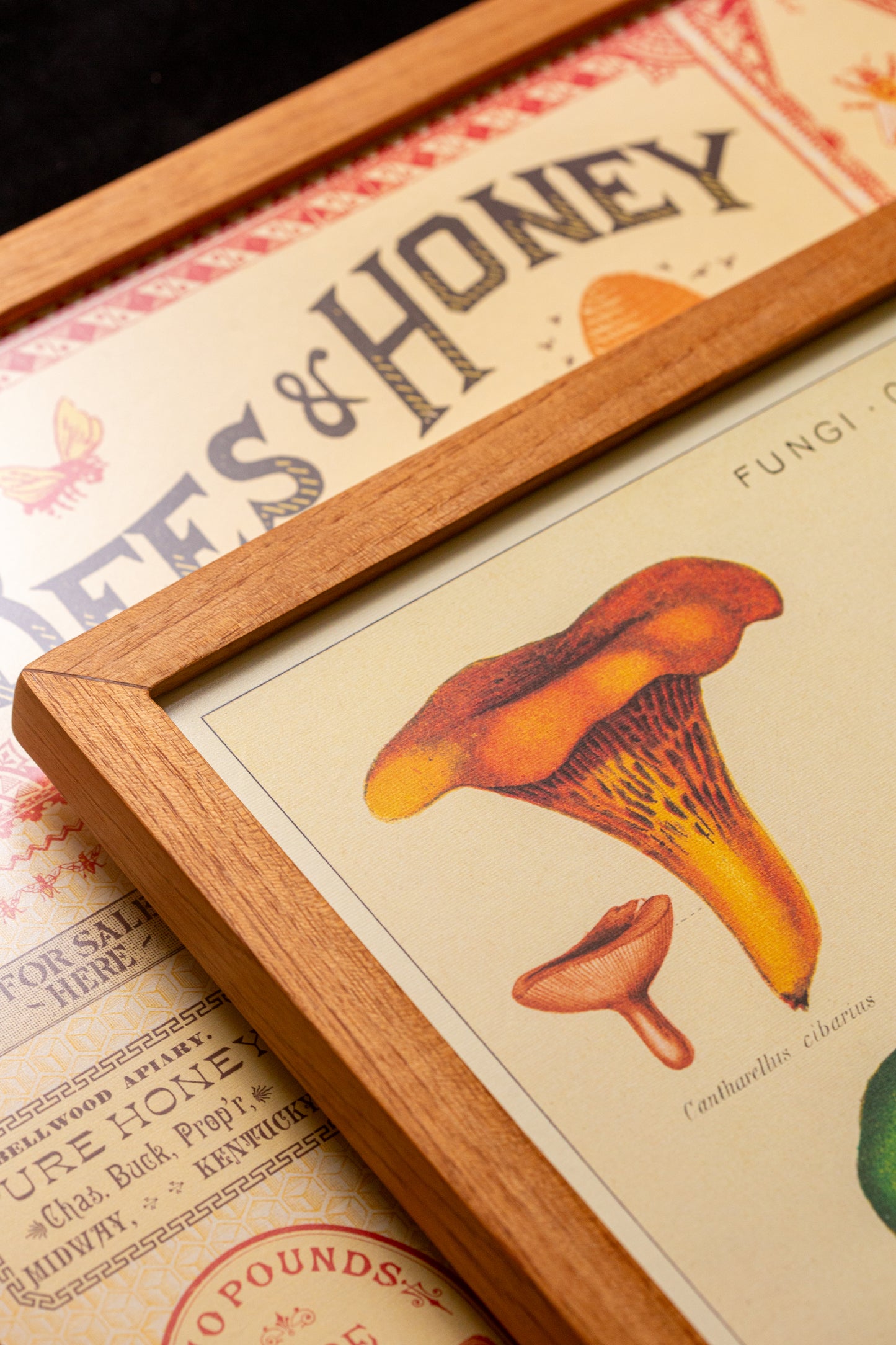 Cavallini - Fungi champignon