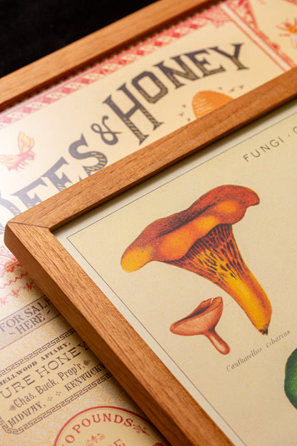 Cavallini - Fungi champignon