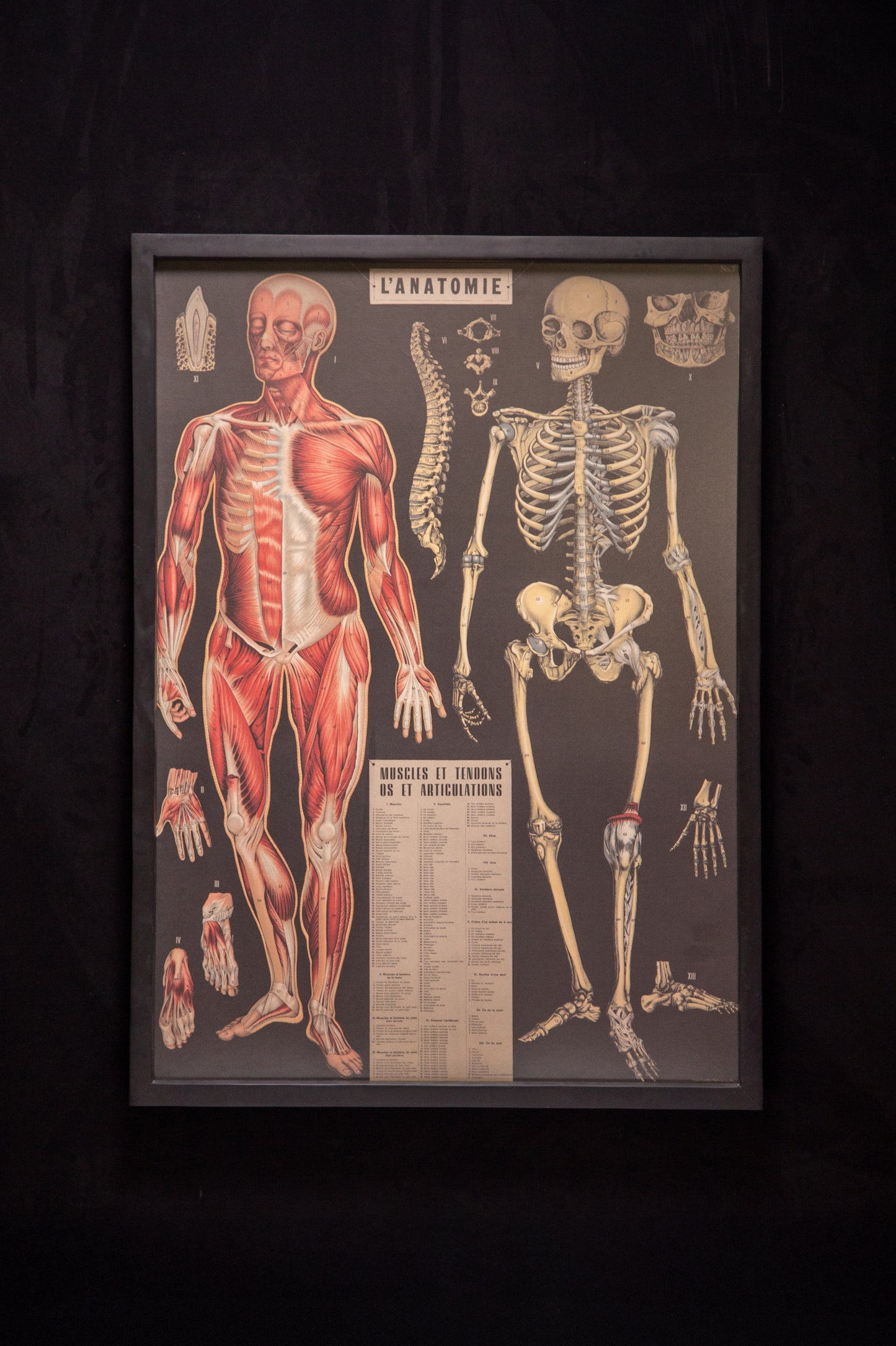 Cavallini - L‘ANATOMIE