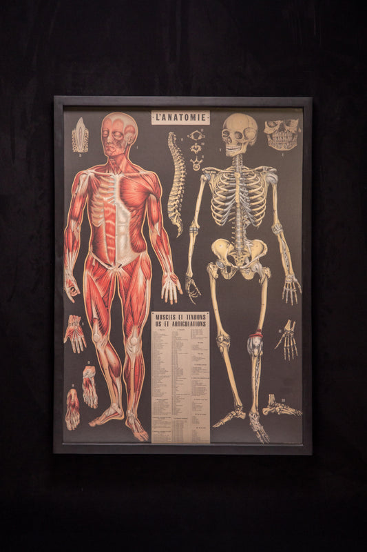 Cavallini - L‘ANATOMIE