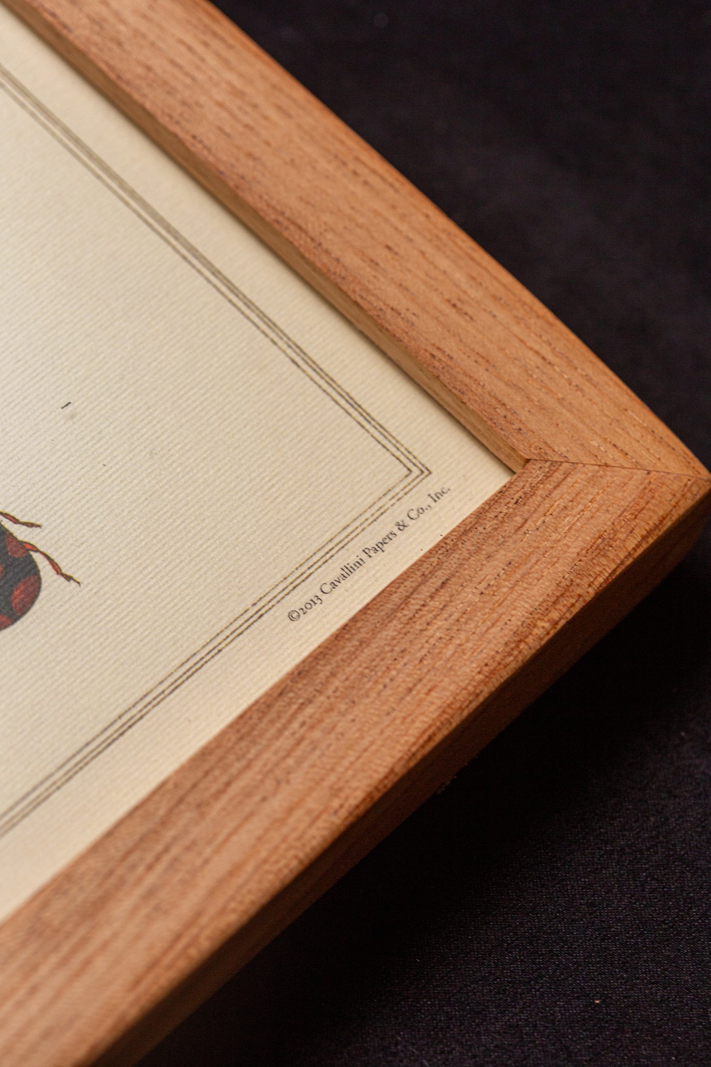 Cavallini - Insectes